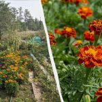 Hvorfor kloge gartnere planter fløjl i køkkenhaven: 4 nyttige grunde