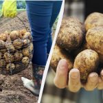 Hvornår skal man grave kartofler i 2025 ifølge månekalenderen: kun