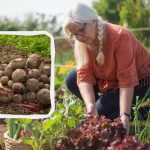 Månekalender for august 2025: hvad du skal plante, og hvad