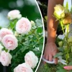 Roser vil glæde med kontinuerlig blomstring: hvad du skal gøre