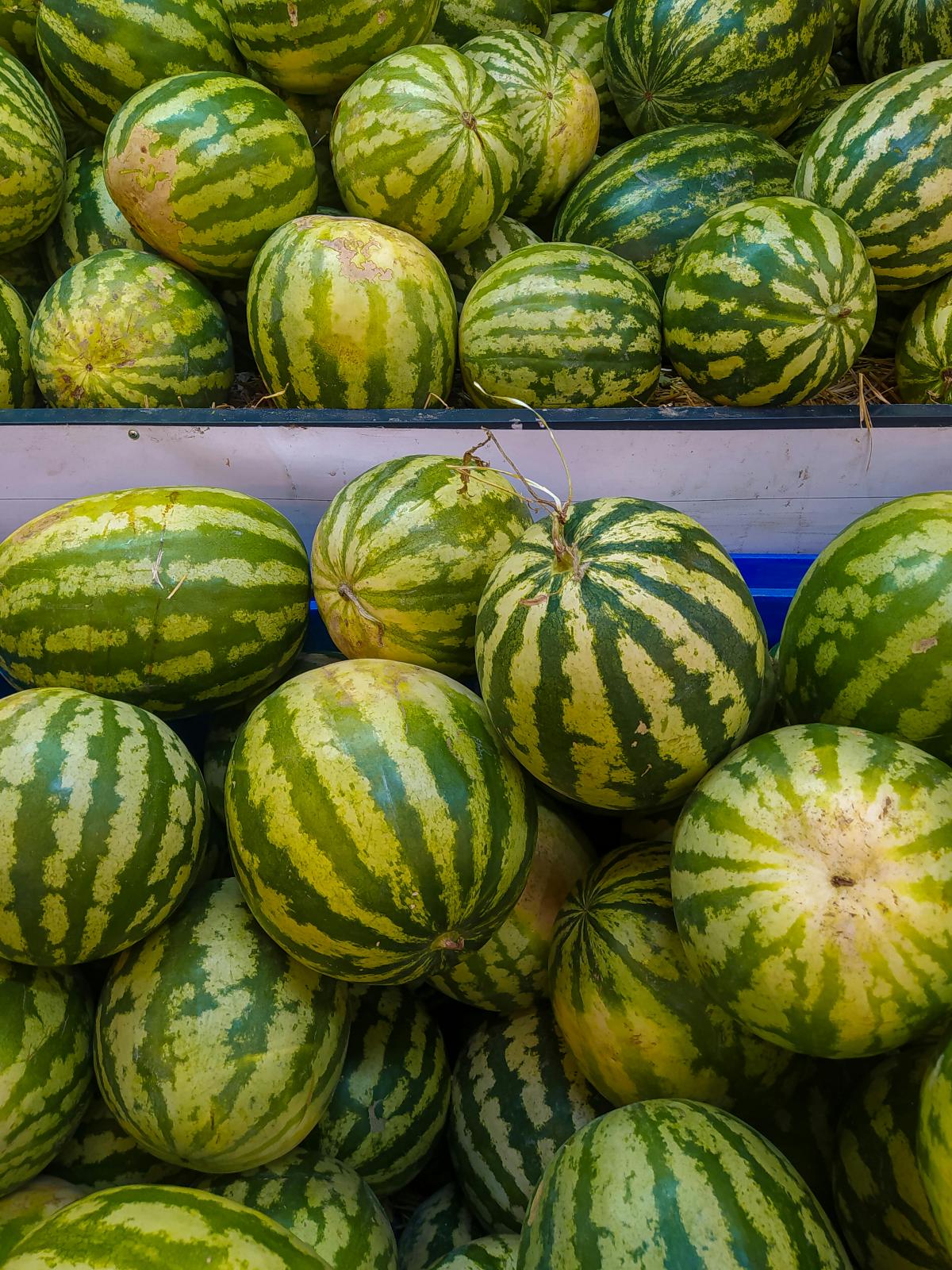 Sådan vælger du en vandmelon