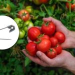 Bliv rød 10 dage tidligere: Sådan fremskynder du tomatmodningen med