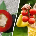 Én behandling er nok: Sådan redder du tomater fra topskimmel