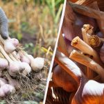 Hvornår skal man grave vinter- og forårshvidløg i august-september: månekalender