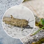 Insektangreb har nået Kiev: Sådan skelner du mellem græshopper og