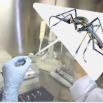 Kina har indført rovmyg for at bekæmpe chikungunya-virussen