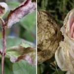 Top 3 plager, der ødelægger blomster: rosensygdomme og deres behandling